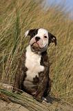 BOULEDOGUE AMERICAIN 189